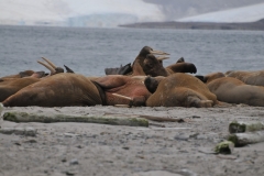 Walruses are relatively long-lived, social animals, and are considered to be a "keystone species" in the Arctic marine regions.