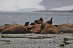 The walrus has played a prominent role in the cultures of many indigenous Arctic peoples, who have hunted it for meat, fat, skin, tusks, and bone.