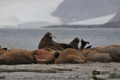 During the 19th century and the early 20th century, walrus were widely hunted for their blubber, walrus ivory, and meat.