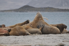 Walrus live mostly in shallow waters above the continental shelves, spending significant amounts of their lives on the sea ice looking for molluscs.