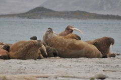 Walruses can weigh more than 4,400 pounds.  We were told this group was all males.