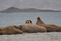 Walruses live to about 20–30 years old in the wild. The males reach sexual maturity as early as seven years, but do not typically mate until fully developed at around 15 years of age.