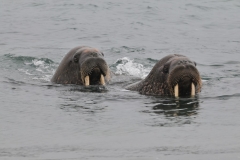 Length typically ranges from 7 ft 3 in to 11 ft 10 in.