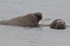 These two were funny.  There were only a few feet off shore.  Kept coming up out of the water to see where we were standing and then disappeared again to another location a few feet away.