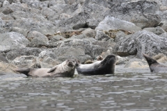 After returning to the zodiac and a trip along the coastal shore we encountered some very full of food seals.