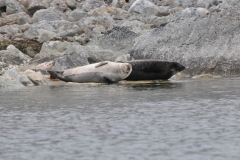 From the looks of them I don't think they could eat another once of anything. They are bursting.