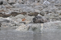 Svalbard is home to a huge number of seals. With their thick layers of insulating blubber, true seals, otherwise known as earless seals,  are better adapted to these icy waters than are sea lions or fur seals, which are not found in the High Arctic.