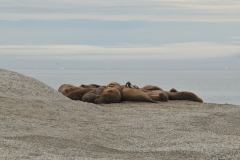 At the seaside a group of Walrus sleeping. I think they do this very well.