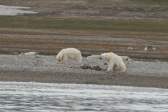 In the distance on Hingstsletta the bridge discovers two polar bears on the beach.