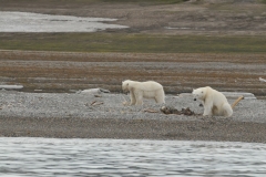 It is discovered that the two polar bears are both female. Out of camera range are 2 cubs waiting for their turn to eat too.