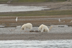 It looks like from our vantage point from the zodiac we are on that they are devouring a walrus that may have killed for food.