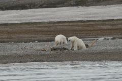 A quick glance at us and it is back to feeding themselves.