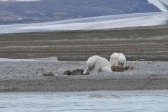 A quick glance from the rear female looking toward us.