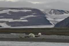Hingstsletta is a low-lying plain in the entrance area of Lomfjord on the west side of the fjord.