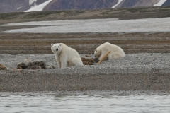 What a thrill to see these two magnificent animals so close to the shore.