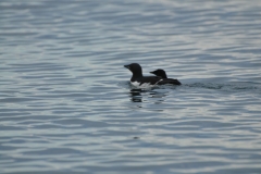 The Black Guillemot are spotted in the water.  We are arriving at the Hingstsletta in the distance where the Black Guillemot are found in the cliffs ahead of us.
