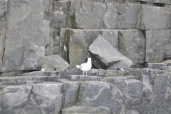 Closeby is the Glaucous Gull