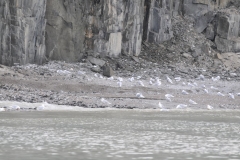 Masses of Glacous gulls closeby
