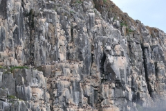 Alkefjellet is a bird cliff facing towards Hinlopen Strait