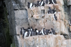 We were very fortunate to arrive in the 4 days that the baby chick Black Guillemot are jumping off the cliffs and out of their nests.