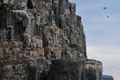 When the Guilemot chick leaps in the air the hope to land in the water and the father hopefully follows the chick into the water after the chick.