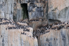 In the water you hear the fathers calling for their own chick.  Unfortunately many do not find the father and the father does not find his chick. Many are lost at sea.