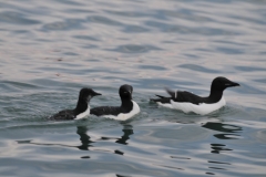 Here a father has found is chick and another is following.  The mother raises the chick.