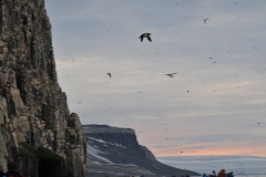 Once the father locates his chick he takes over raising the chick until it is ready to go of on its own. The male bird will not return to the next until next year when again it mates with the same female.