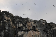 It is absolutely amazing to sit in a zodiac and watch all this commotion. We were so lucky to see all this happen in just 4 days a year.