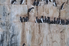 Here you see the males, females and the chicks on the narrow perches. Very narrow and thousands of them too.