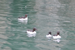 It is resident in much of its range, but large populations from the high arctic migrate southwards in winter. The bird can be seen in and around its breeding habitat of rocky shores, cliffs and islands in single or smalls groups of pairs.