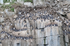 Typically restricted to rocky shores, black guillemots utilize the cliffs, crevices and boulders for their nests, hunting the inshore waters for  prey.
