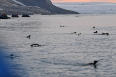 Breeding pairs will typically lay 2-egg clutches and raise 2 chicks to fledging. Incubation typically lasts 28 to 32 days, once hatched chicks receive care from the parents until they fledge aged 30 – 40 days. Once fledged chicks are totally independent and by age three or four years they will begin to re-join their natal colony.