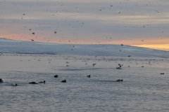 Fathers and chicks out in the ocean for weeks teaching the young ones to survive diving and flying.