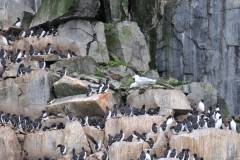Here you see a Glaucous Gull trying to break its way into the Guillemot areas to steal a chick to eat.