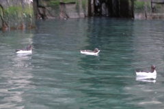 They feed mainly by diving towards the sea floor feeding on fish, crustaceans or other invertebrates.