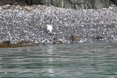 Many chicks do not make it to the water and crash into the ground. The Glaucouos Gull flies down and eats the chick.  They are the clean up birds I guess you call them.