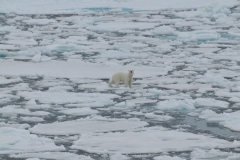 Suddenly out of no where a polar bear is spotted on the floating ice in the middle of the Arctic Sea.