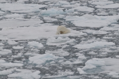 Even with the telephoto lens it is easy to see he is relaxing at one point on the ice.