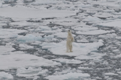 Suddenly he stands up on the ice sensing that we are in the vicinity of this magnificent animal. What a thrill for me to see him standing on his rear feet.