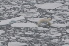 Here he is jumping from one piece of ice to the next.