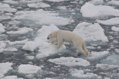 Jumping from one piece of ice to another trying not to fall into the freezing water.