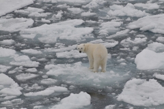 One look back at us from the ice.  We were so lucky to encounter this magnificent animal so close to us in the middle of the Arctic Ocean.