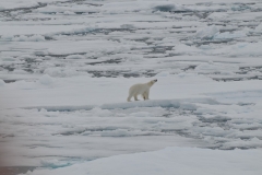 We now see our friendly Polar Bear disappear into the horizon after circling the ship on the ice.