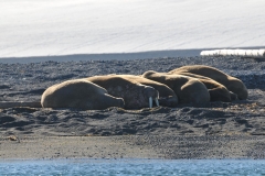 A group of walrus sleeping o the beach near the water found in Storoya.