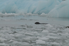 With ice all around us suddenly a Harp seal appears from under the water.