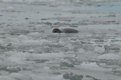 The Harp seals have short flippers, which they use to move in a caterpillar-like motion on land. They do not have external ear flaps. Harp seals are about 5 to 6 feet long, weigh about 260 to 300 pounds, and have a robust body with a small, flat head.