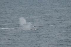 Fin whales communicate with loud low-pitched sounds.