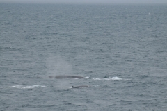 Fin whales are one of the most sociable of whale species, often congregating in family groups of 6 to 10 members.