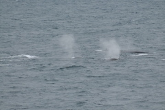 Sometimes they gather in groups of almost 250 individuals during migration periods or near feeding grounds. This species is highly migratory